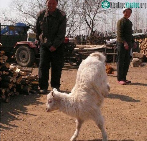Ảnh đẹp động vật trong tuần ảnh 6