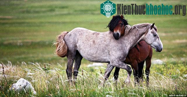 Đẹp: Những trận đấu trước giao phối của loài ngựa