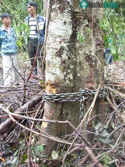 Cận cảnh vết chém dã man giết chết voi Đà Lạt ảnh 6