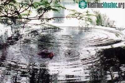 Có "Tam đại đồng đường" nhà Rùa ở Hồ Gươm? ảnh 6