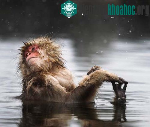 Hà mã 'hôn kiểu Pháp' ảnh 6