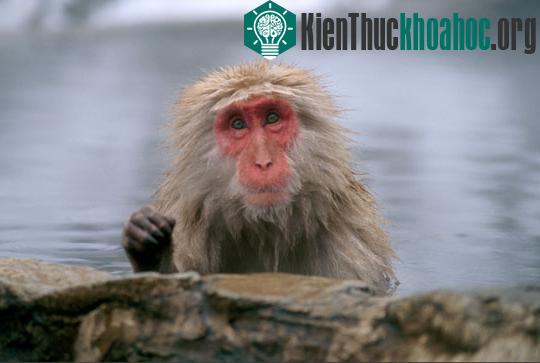 "Nghệ thuật ẩm thực" của giới động vật ảnh 6