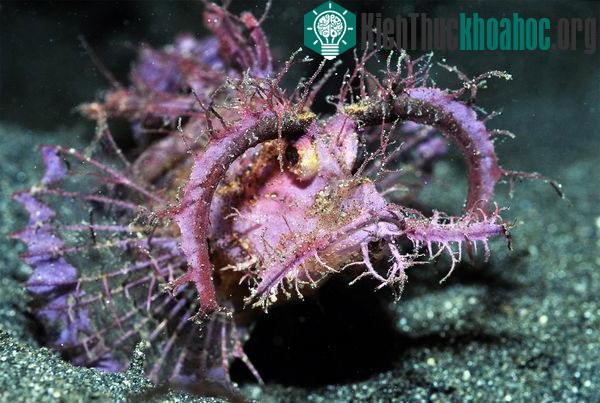 Cá Pteroidichthys amboinensis