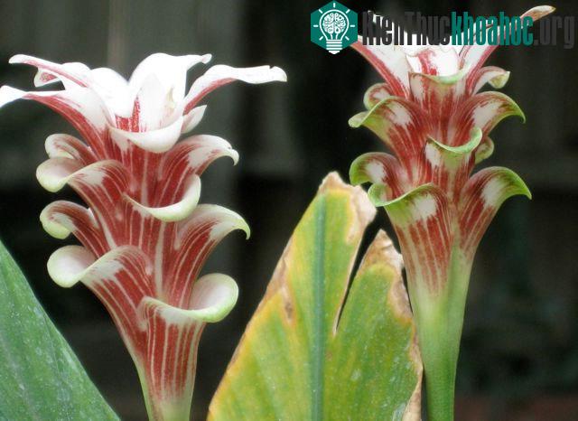 Cây Curcuma rhabdota