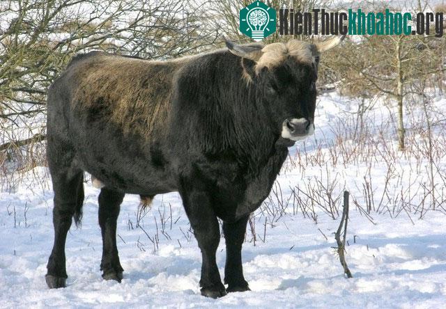 Bò rừng Aurochs