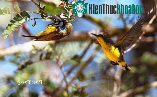 Thế giới nỗ lực bảo vệ chim sẻ