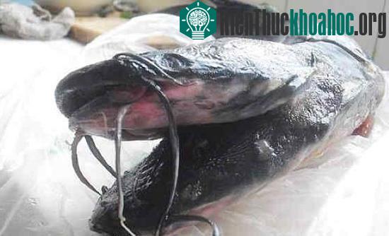 Cá trê đen hai đầu, 10 râu kỳ quái ảnh 6