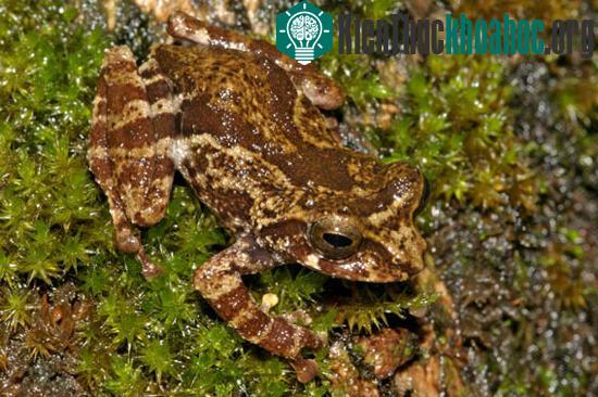 Ếch Raorchestes crustai