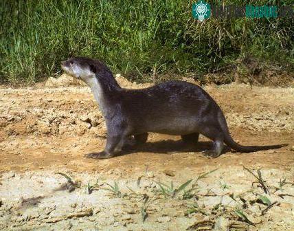 Tìm thấy loài rái cá lông mũi quý hiếm ở đảo Borneo ảnh 6