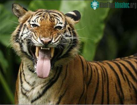 Myanmar thành lập khu bảo tồn hổ lớn nhất thế giới ảnh 6