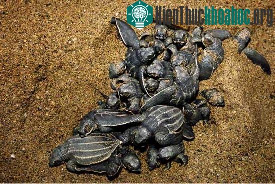 Loài rùa biển luýt khổng lồ ảnh 6