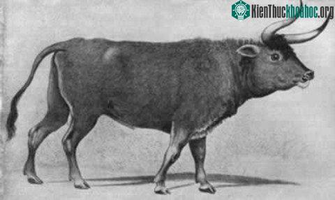 10 loài thú tuyệt chủng kỳ lạ ảnh 6