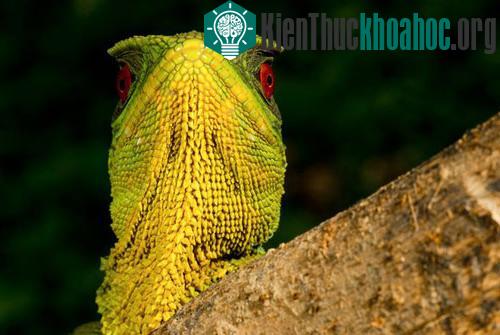 Những sinh vật kỳ quặc ở rừng mưa Ecuador ảnh 6