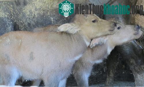 Xôn xao trâu mẹ sinh 2 con nghé ảnh 7