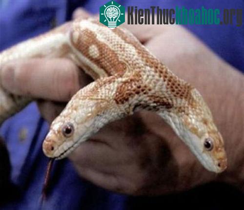 Rợn mình hình ảnh kinh dị của rắn hai đầu- ảnh 8