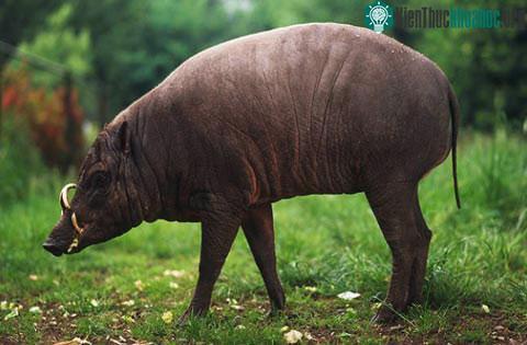 Lợn Babirusa (lợn hươu)