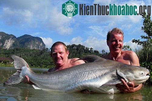 Những loài cá khổng lồ của sông Mekong ảnh 7