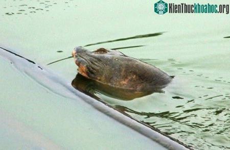Điểm những hình ảnh thương tâm về Cụ rùa hồ Gươm ảnh 7