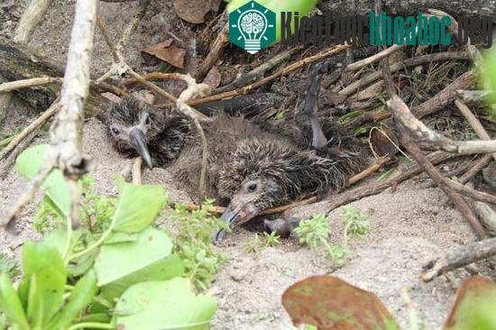 Hàng nghìn chim biển chết vì sóng thần ở Mỹ ảnh 7