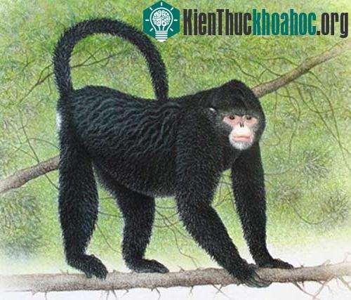 Những động vật kỳ lạ nhất năm 2010 ảnh 7