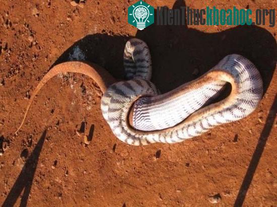 Cận cảnh trăn đầu đen nuốt sống kỳ đà "khổng lồ" ảnh 7