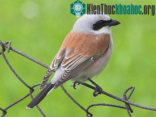"Nghệ thuật ẩm thực" của giới động vật ảnh 7