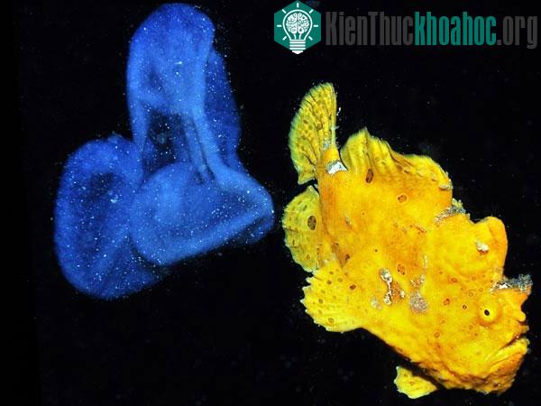 “Cá ếch” Antennarius commersoni, màu xanh trong ảnh là trứng của nó
