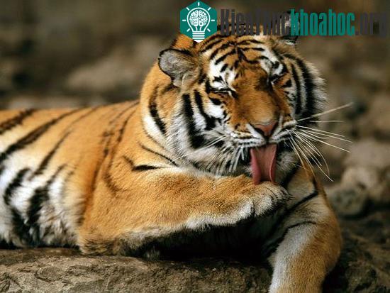 Hổ Siberia. Loài này sống ở vùng băng tuyết nước Nga. Số lượng của nó chỉ còn 40 con vào thập kỷ 1930 do bị săn bắn. Sau đó số lượng của loài tăng lên 500 con nhưng chúng vẫn đang bị đe dọa bởi nạn...