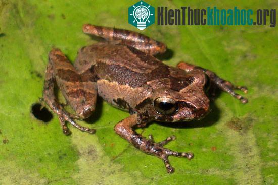 Ếch Raorchestes kadalarensis