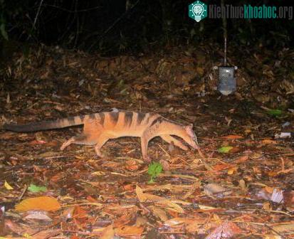 Tìm thấy loài rái cá lông mũi quý hiếm ở đảo Borneo ảnh 7