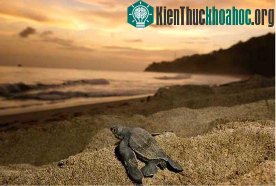 Loài rùa biển luýt khổng lồ ảnh 7