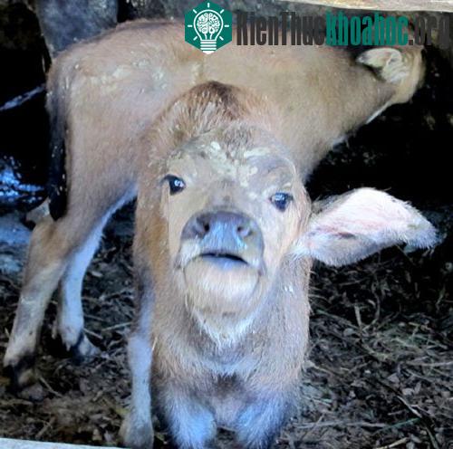 Xôn xao trâu mẹ sinh 2 con nghé