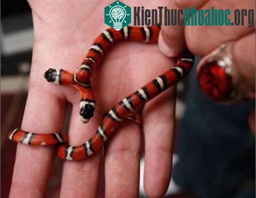 Rợn mình hình ảnh kinh dị của rắn hai đầu- ảnh 9