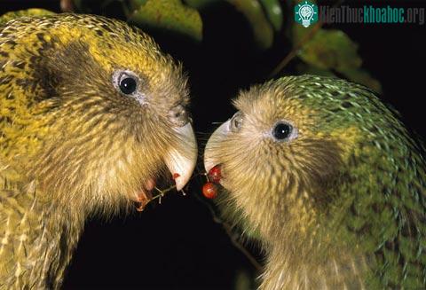 Vẹt Kakapo