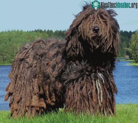 Chó vẩy Bergamasco