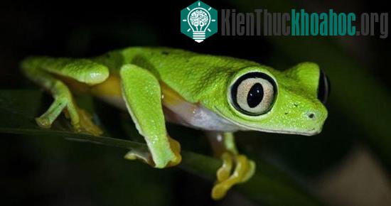 Những động vật đang “đối mặt” với nguy cơ tuyệt chủng ảnh 8