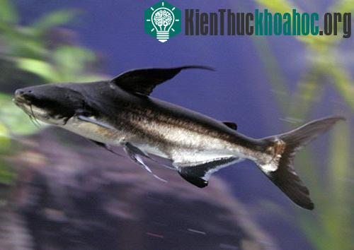 Những loài cá khổng lồ của sông Mekong ảnh 8