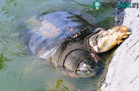 Ngày 11/2/2011, những hình ảnh Cụ rùa “bấu chân” lên bờ như đang kêu cứu được công bố trên nhiều báo mạng đã làm xôn xao dư luận. Tác giả bức ảnh là anh Hải Lê, đã chụp Cụ rùa ở một khoảng cách khô...