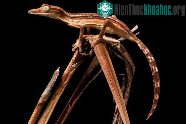 Những màn ngụy trang tài tình trong thiên nhiên ảnh 8