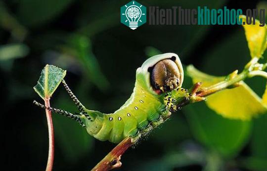 Những động vật quái dị nhất thế giới ảnh 8