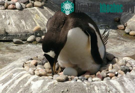 Những động vật siêng nhất hành tinh ảnh 8