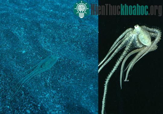Các “dị nhân” trong tự nhiên ảnh 8