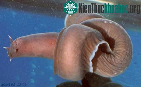Những "bậc thầy" phòng vệ trong tự nhiên ảnh 8