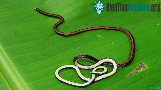 Kỳ thú những sinh vật như bước ra từ phim giả tưởng ảnh 8