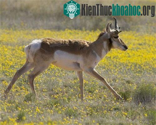 Linh dương gạc nhiều nhánh