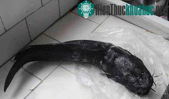 Cá trê đen hai đầu, 10 râu kỳ quái ảnh 8