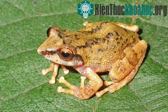 Ếch Raorchestes thodai