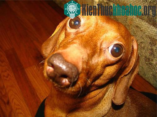 Những chiếc mũi kỳ lạ trong thế giới động vật ảnh 8