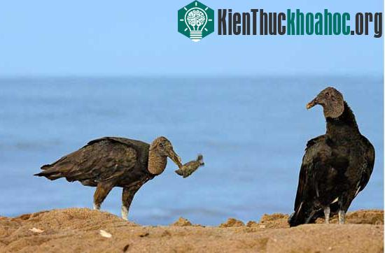 Loài rùa biển luýt khổng lồ ảnh 8
