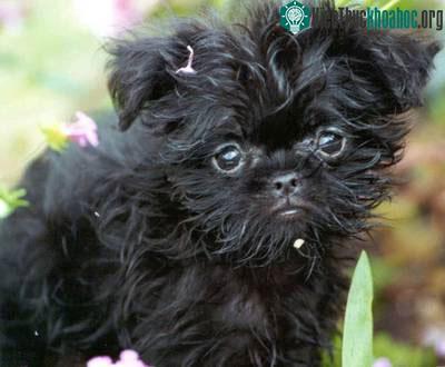 Chó khỉ Affenpinscher